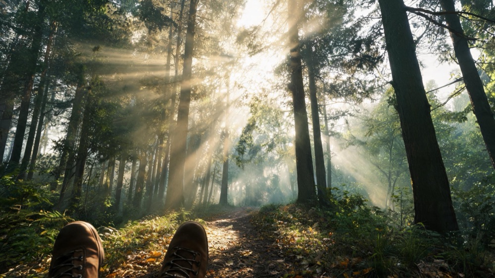 Fotograma de referencia de Plano secuencia de caminata por el bosque